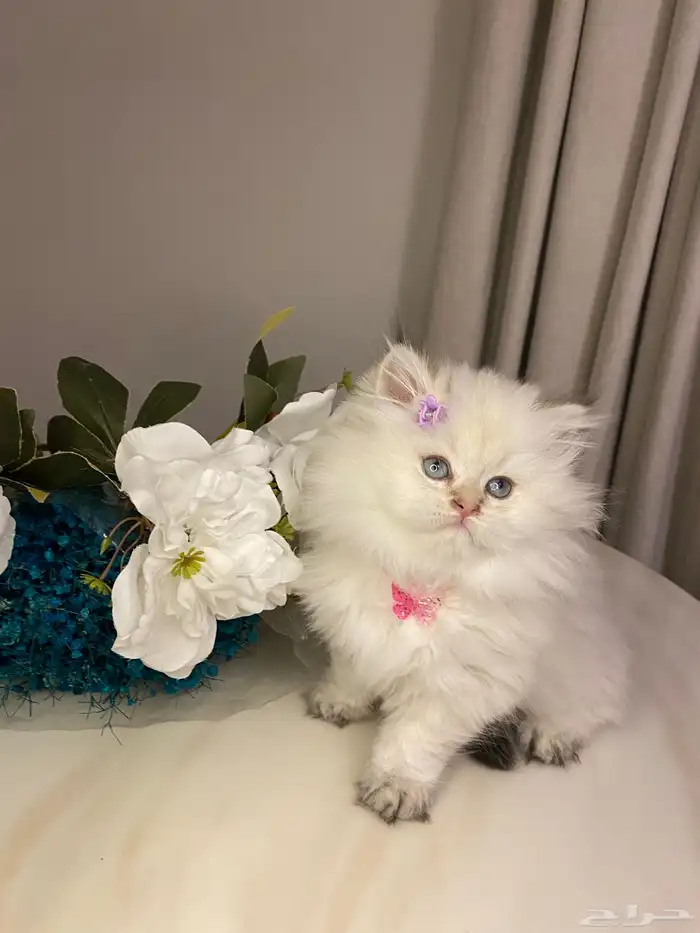 قطط للبيع سكوتش 5