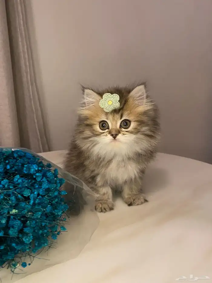 قطط للبيع سكوتش 1