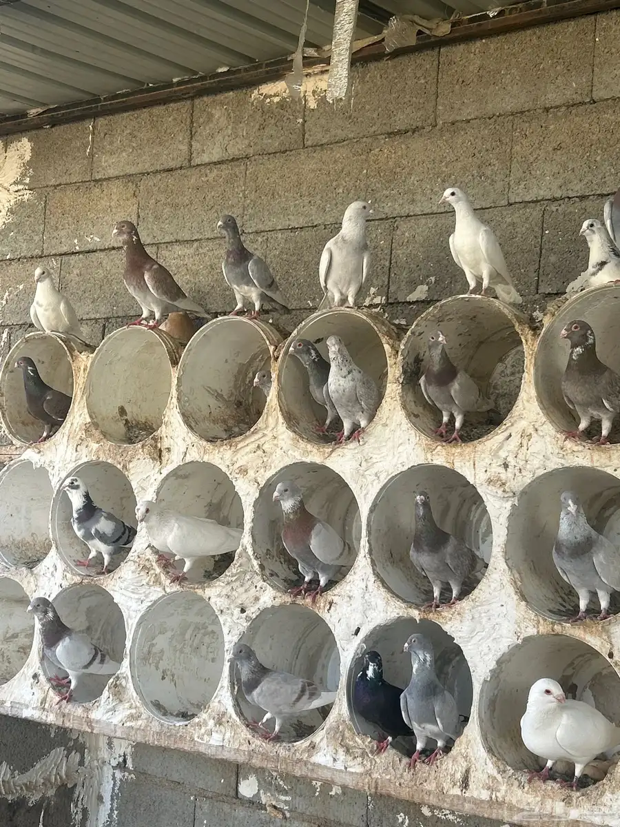 حمام 1