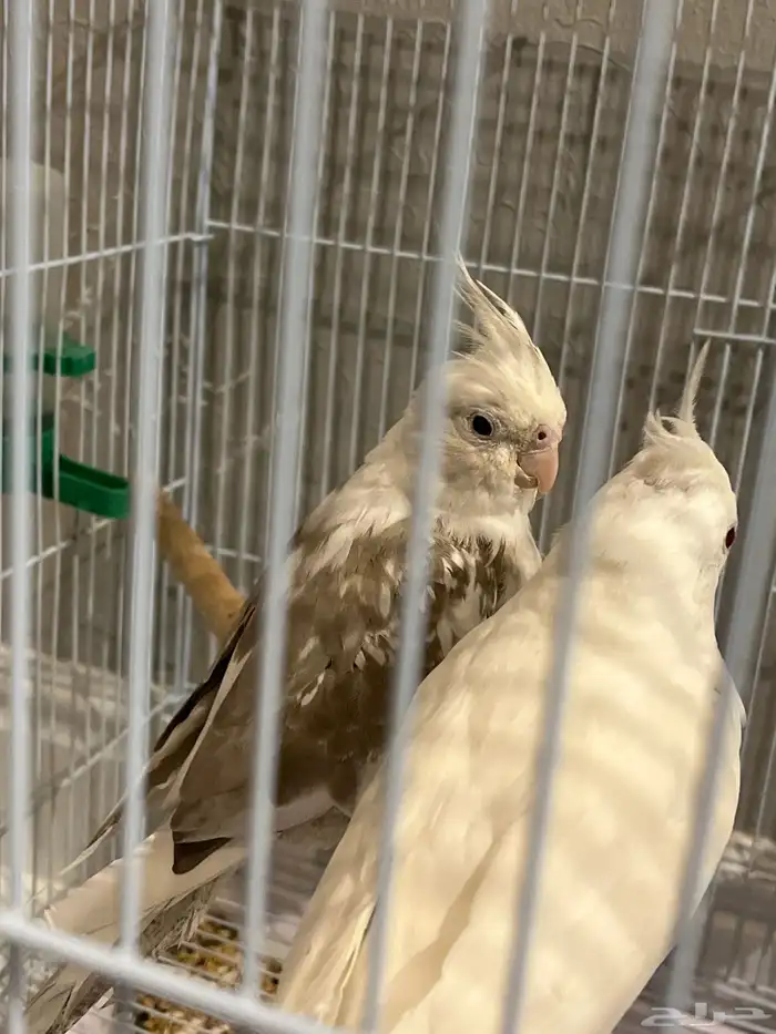 كروان حجم جامو للبيع الذكر الابيض عيون حمر والانثى الرصاصيه 2