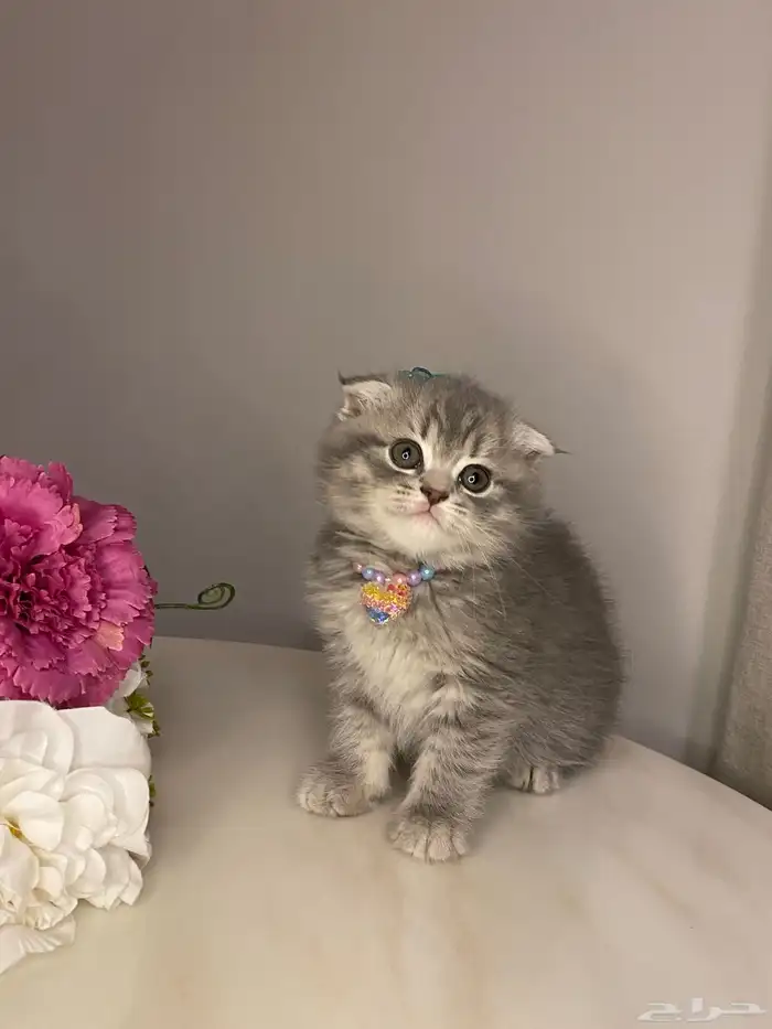 قطط للبيع سكوتش 6