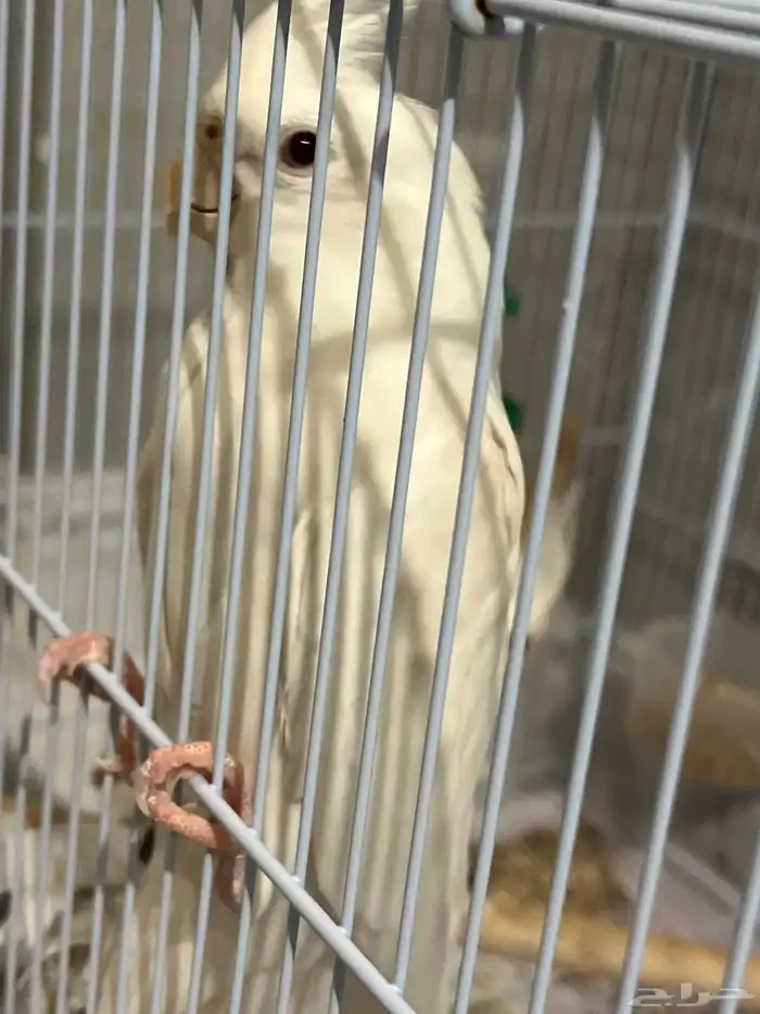 كروان حجم جامو للبيع الذكر الابيض عيون حمر والانثى الرصاصيه 1