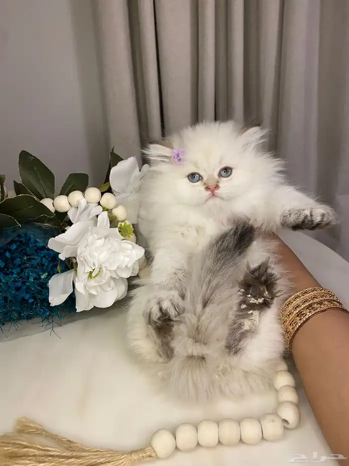 قطط للبيع سكوتش 4