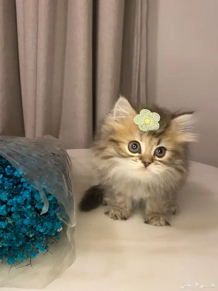 قطط للبيع سكوتش 0