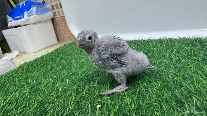 فروخ قرين شيكد صافي لمحبي التميز 3