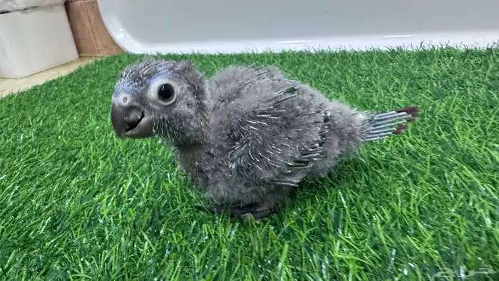 فروخ قرين شيكد صافي لمحبي التميز 1