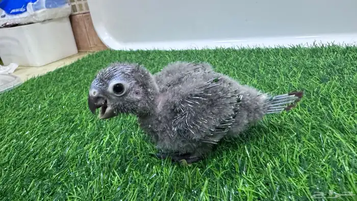 فروخ قرين شيكد صافي لمحبي التميز 2