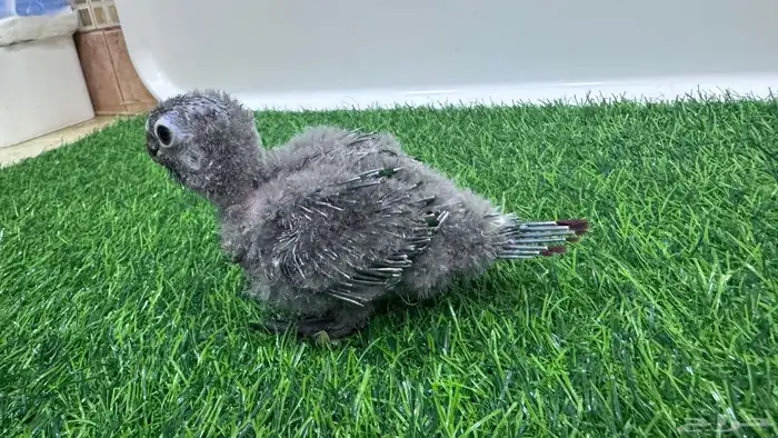 فروخ قرين شيكد صافي لمحبي التميز 0