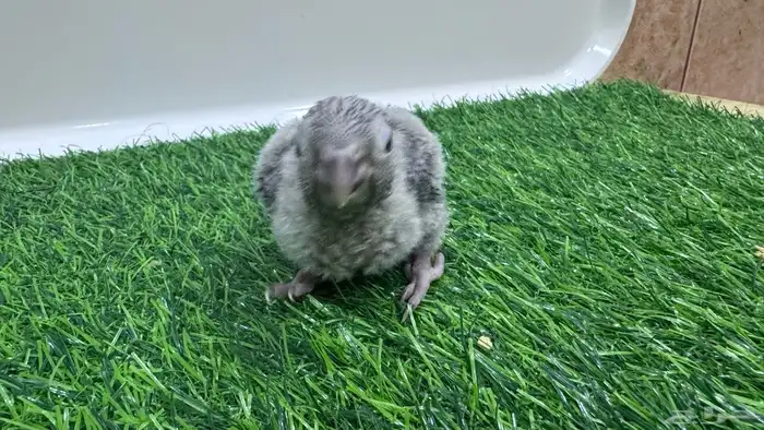 فروخ قرين شيكد صافي لمحبي التميز 4