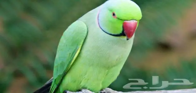 طير مفقود ببغاء دره هندي 0