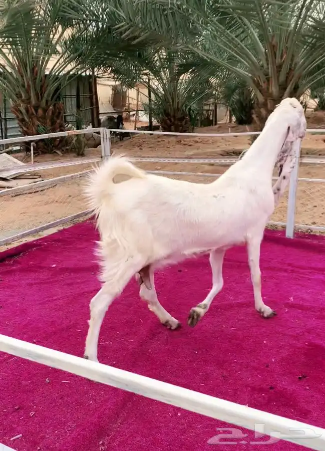 عنزين مطورات بيض جروم فاخره جدا 0