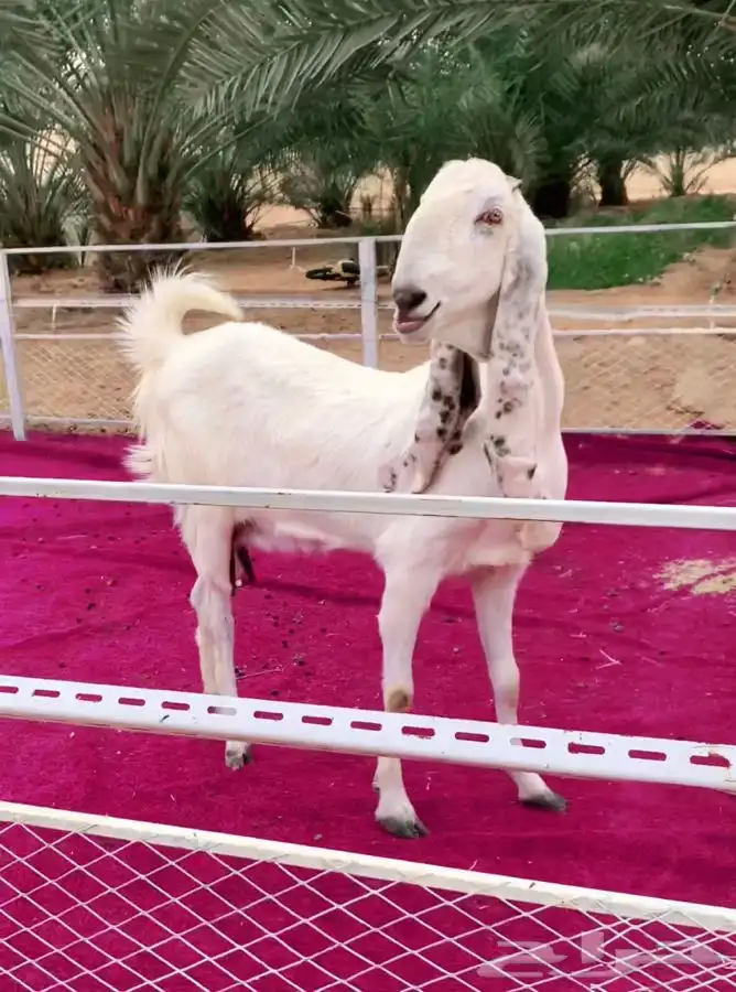 عنزين مطورات بيض جروم فاخره جدا 4
