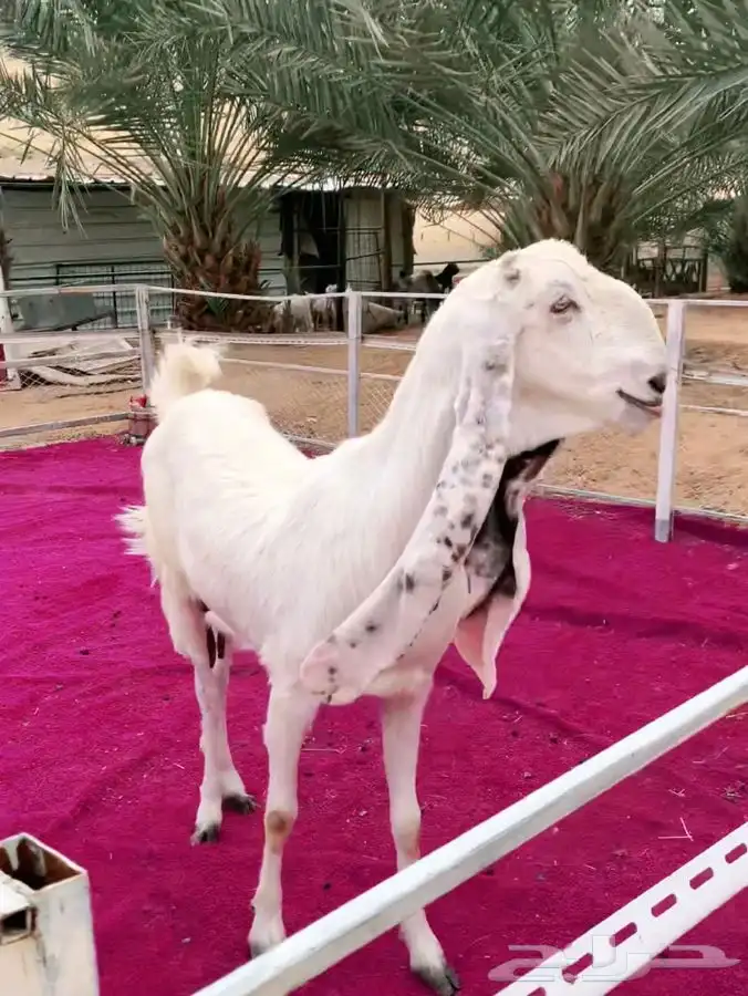 عنزين مطورات بيض جروم فاخره جدا 1
