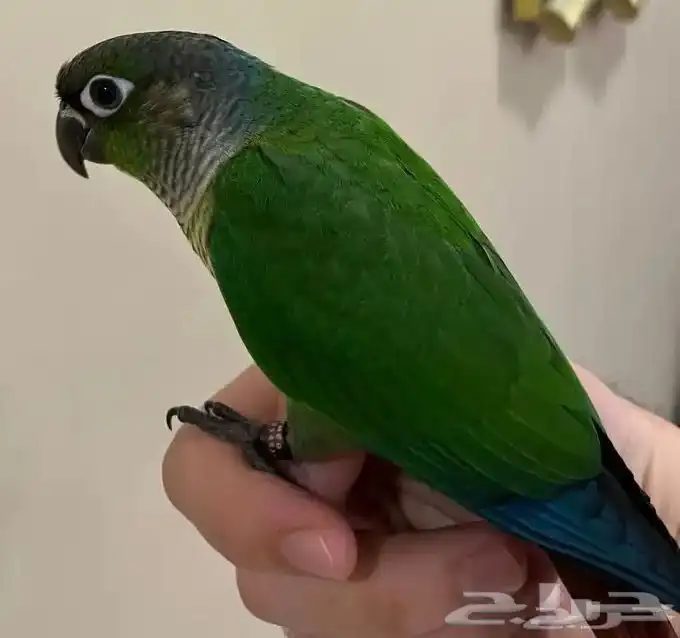 فروخ قرين شيكد صافي لمحبي التميز 5