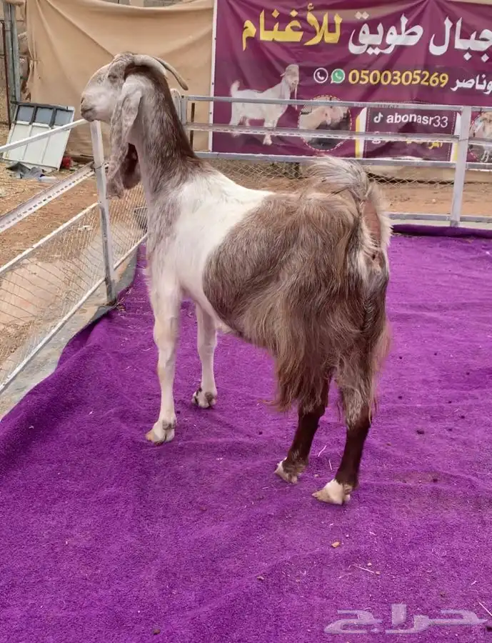 عنزين مميزات وجروم وديود كفو 2