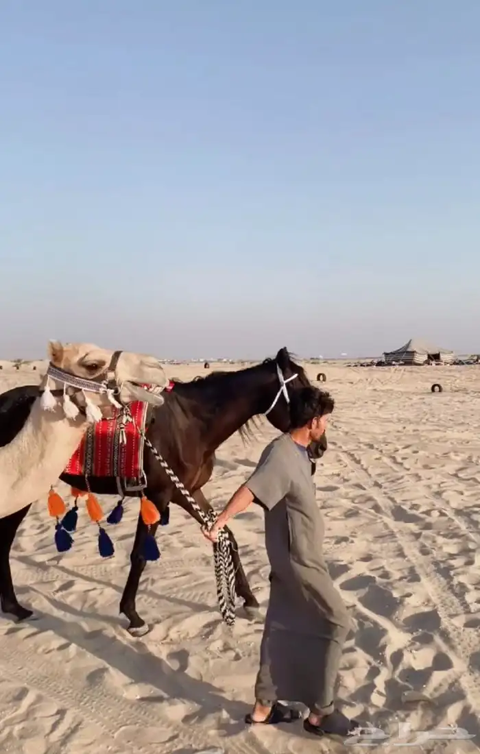 تدريب و تأجير ركوب الخيل والابل للمناسبات 19