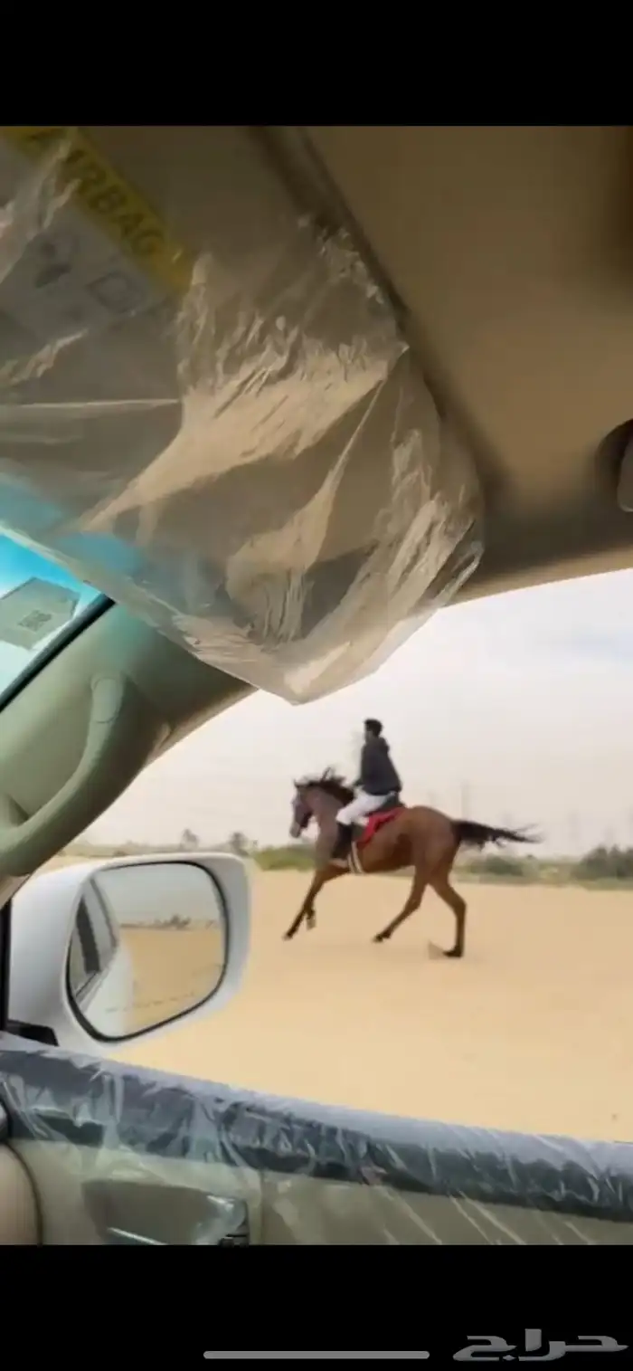 تدريب و تأجير ركوب الخيل والابل للمناسبات 24