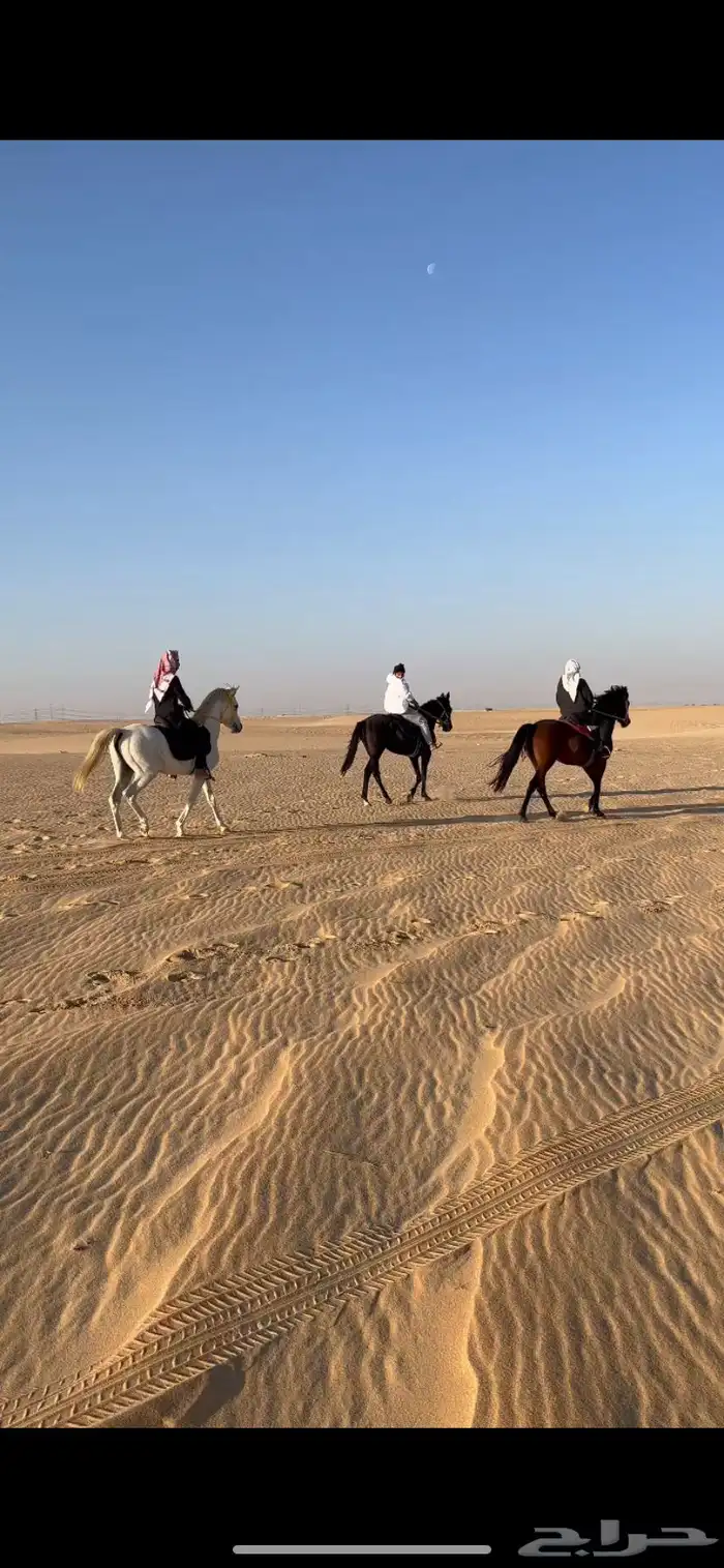 تدريب و تأجير ركوب الخيل والابل للمناسبات 22