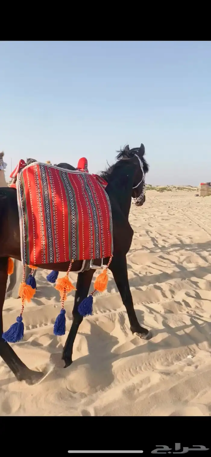 تدريب و تأجير ركوب الخيل والابل للمناسبات 20