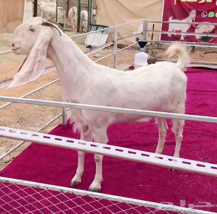 عنزين مطورات بيض جروم فاخره جدا 5