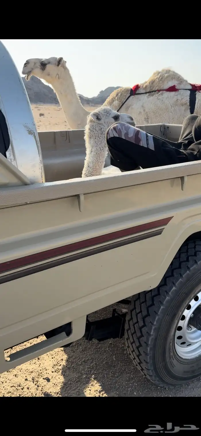 خلفه وضحا رباع طيبه بالحيل جدا جدا 15