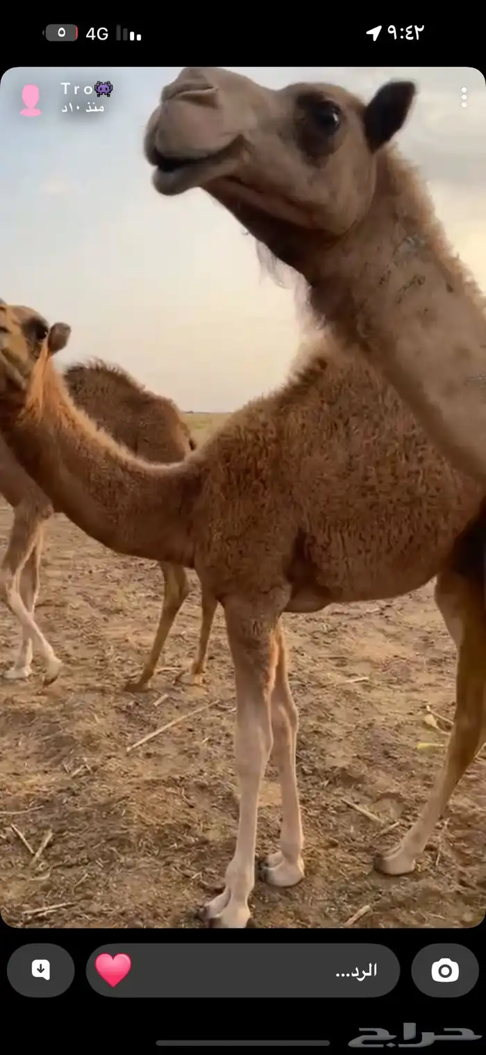 حوار 3