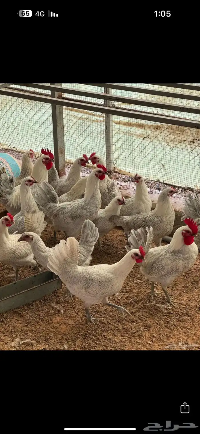 دجاج فيومي المنيوم 0