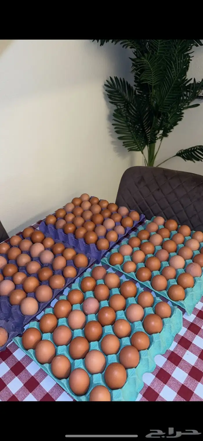 بيض لهمان نتاج يومي 3