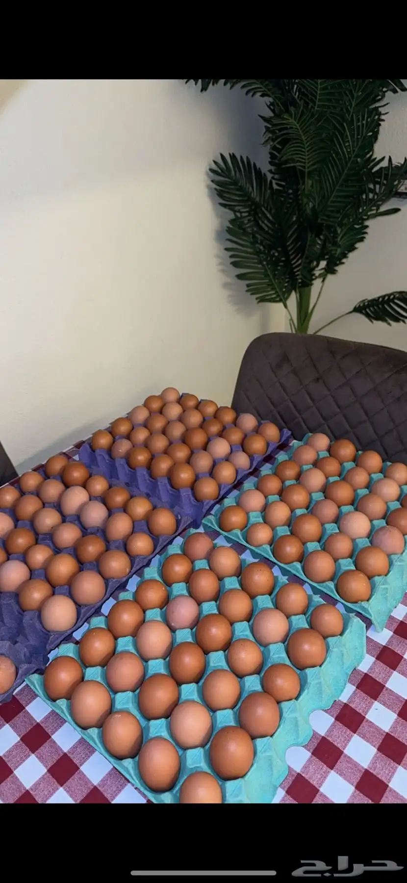 بيض لهمان نتاج يومي 3