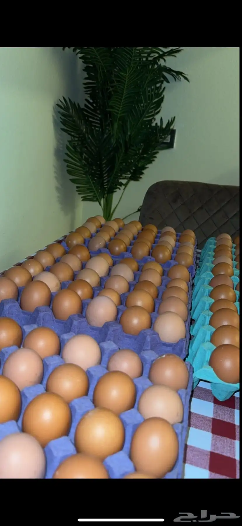بيض لهمان نتاج يومي 2