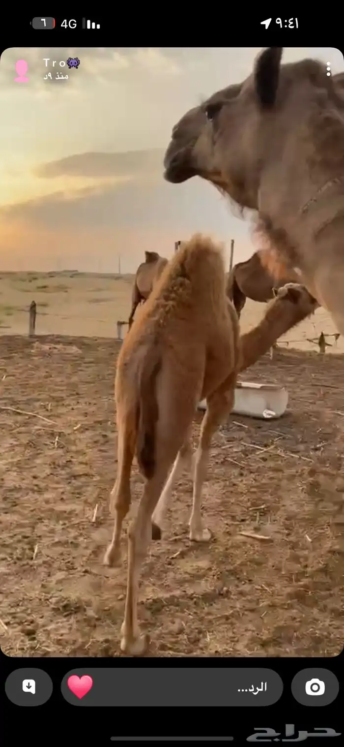 حوار 1