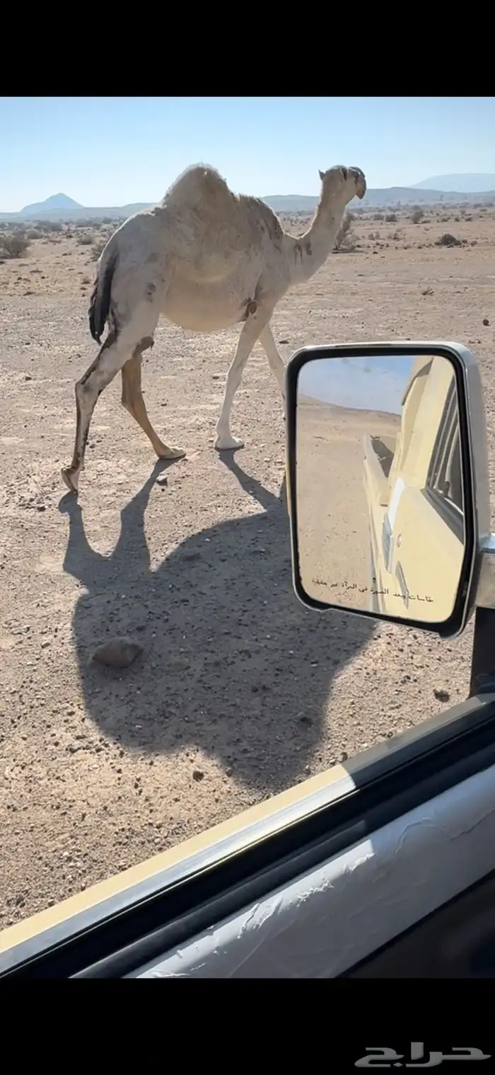خلفه وضحا رباع طيبه بالحيل جدا جدا 9