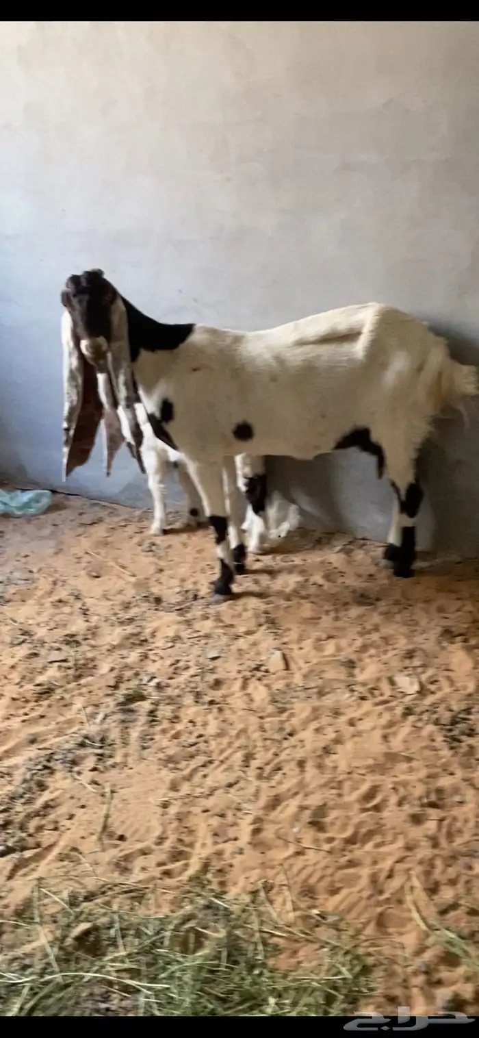 ماعز هولندي معها جفرة وتيس 4