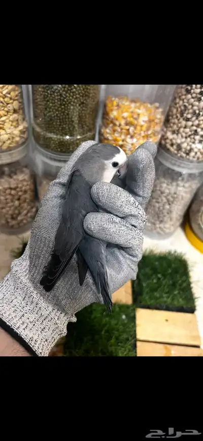 ذكر روز محللDNA 3