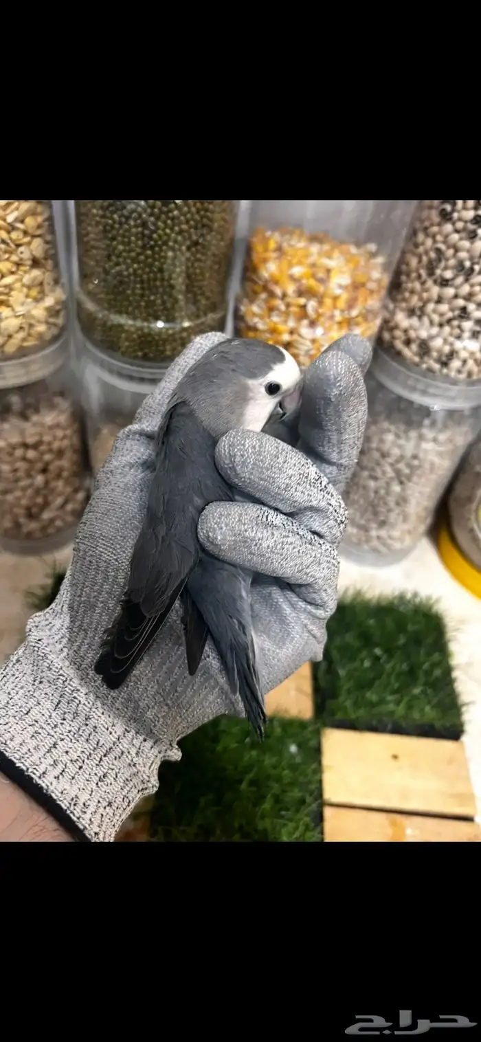 ذكر روز محللDNA 3