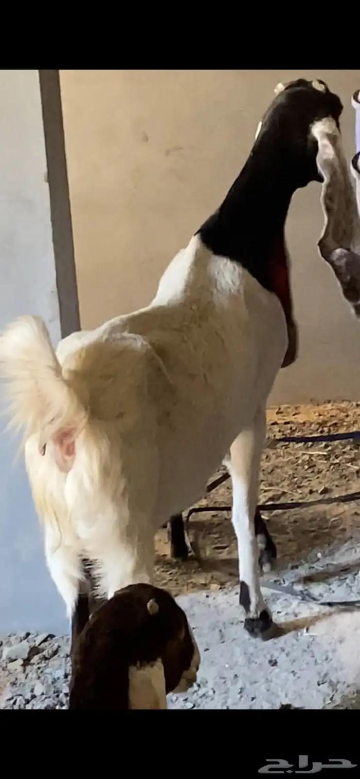 ماعز هولندي معها جفرة وتيس 2
