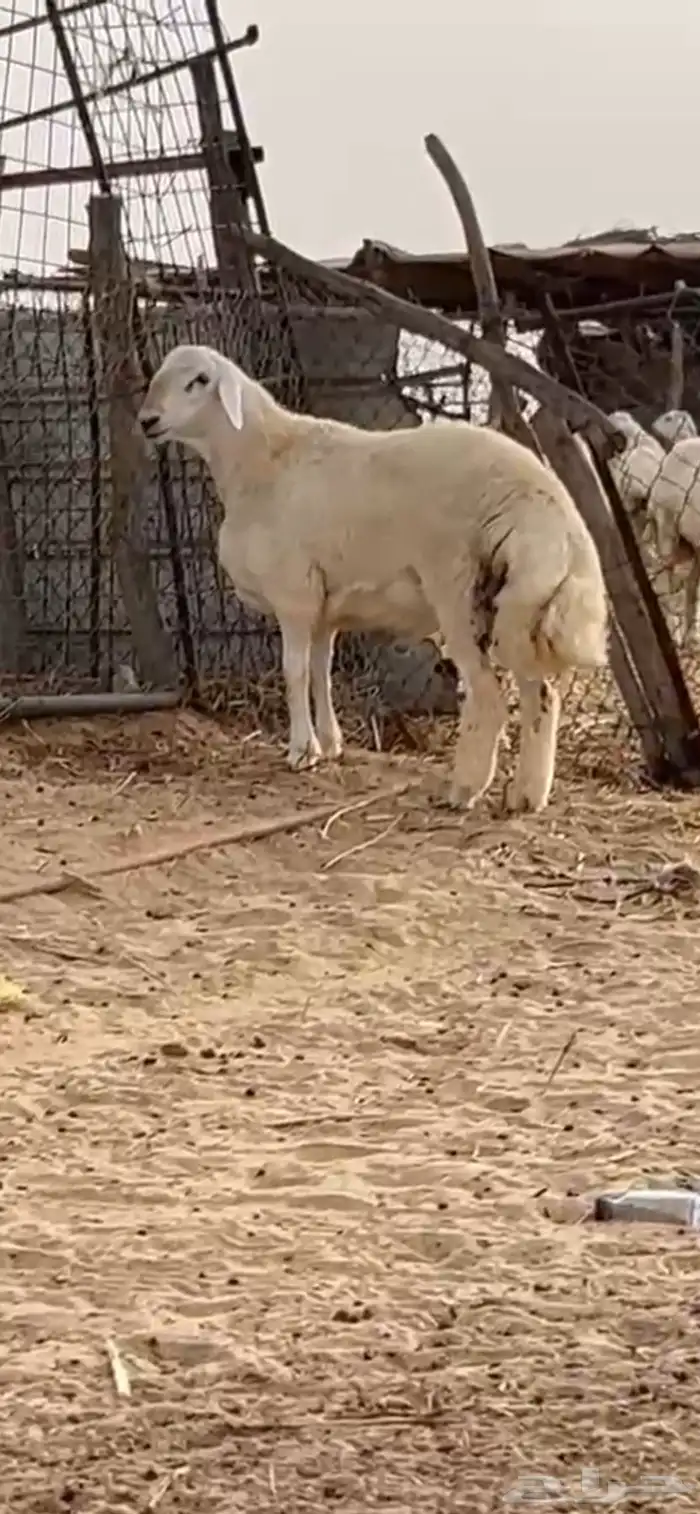 فحل حري مشروط صنف 2