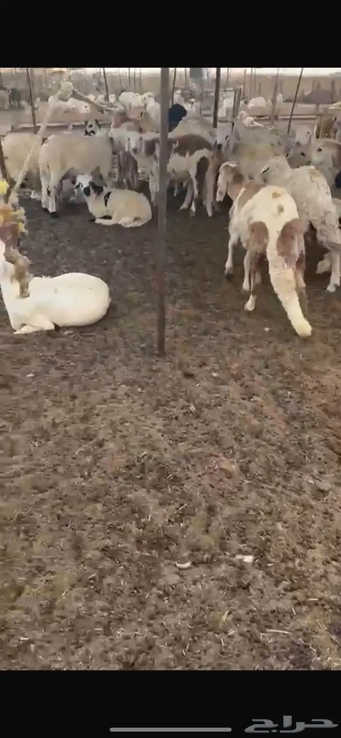 خرفان سواكن طيبه ورفيدي وتيوس فل شحم 0