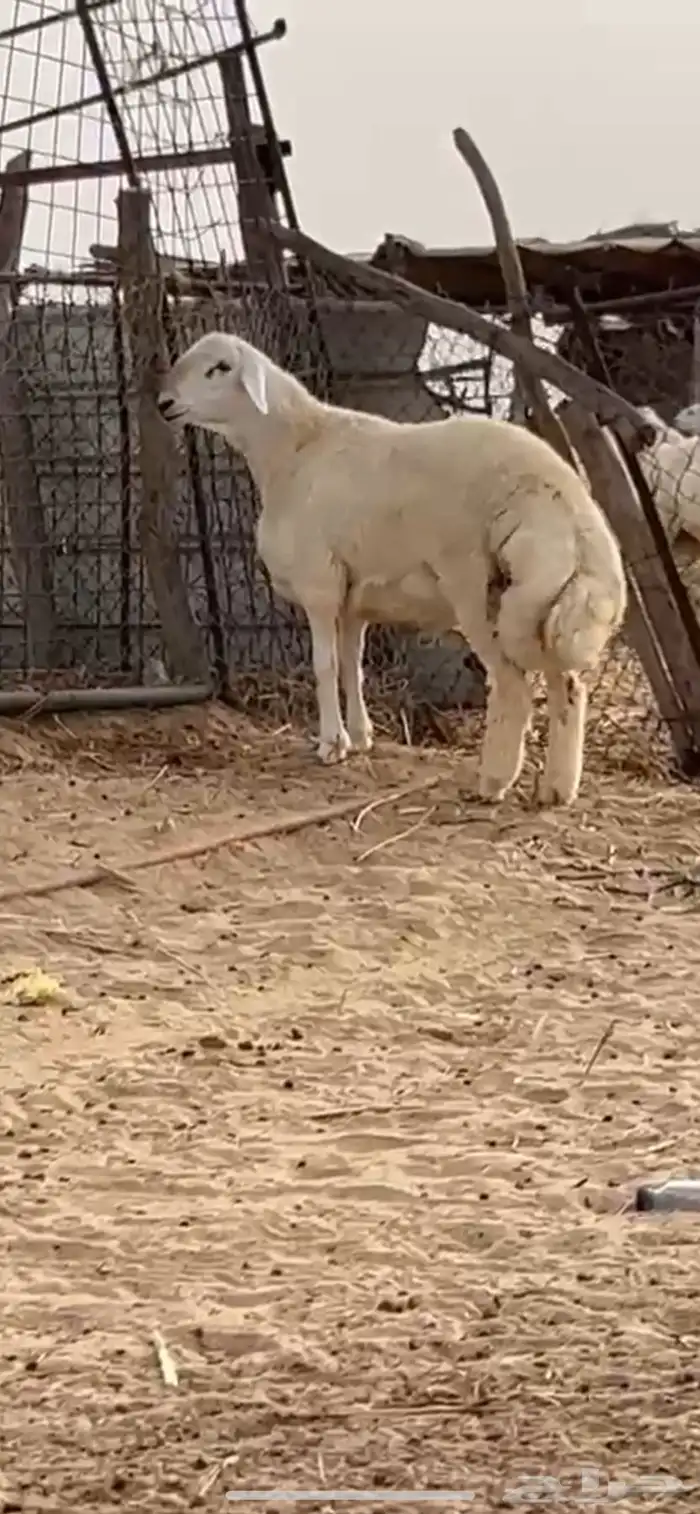 فحل حري مشروط صنف 0