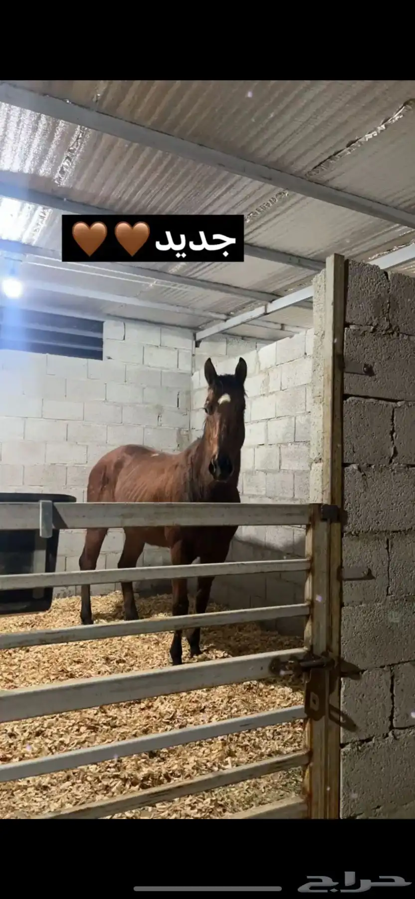 حصان انقليزي معه زواجه وأوراقه. العمر أربع سنوات 0