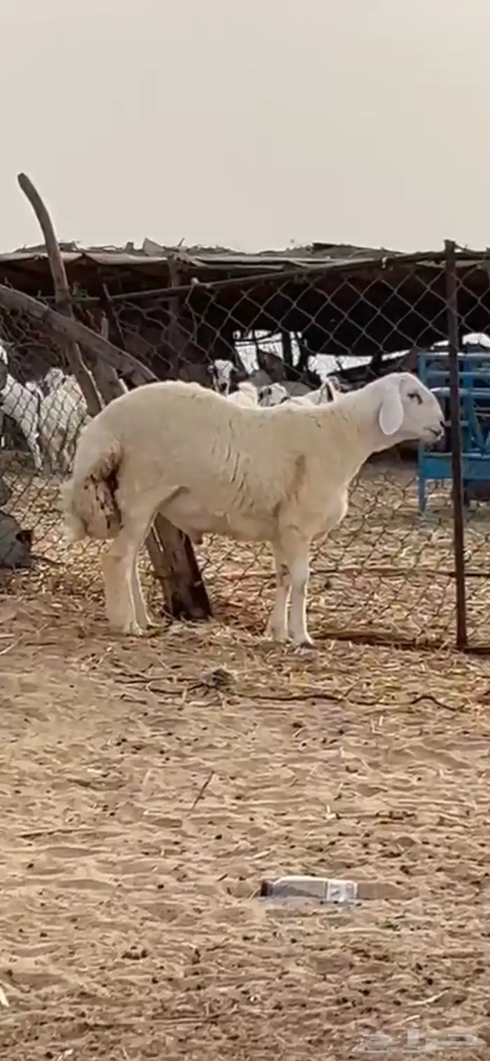 فحل حري مشروط صنف 1