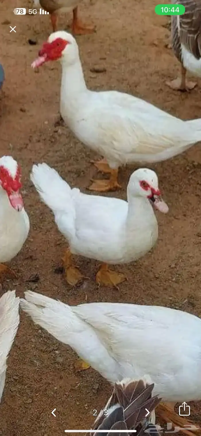 بط مسكوفي او المصري 1