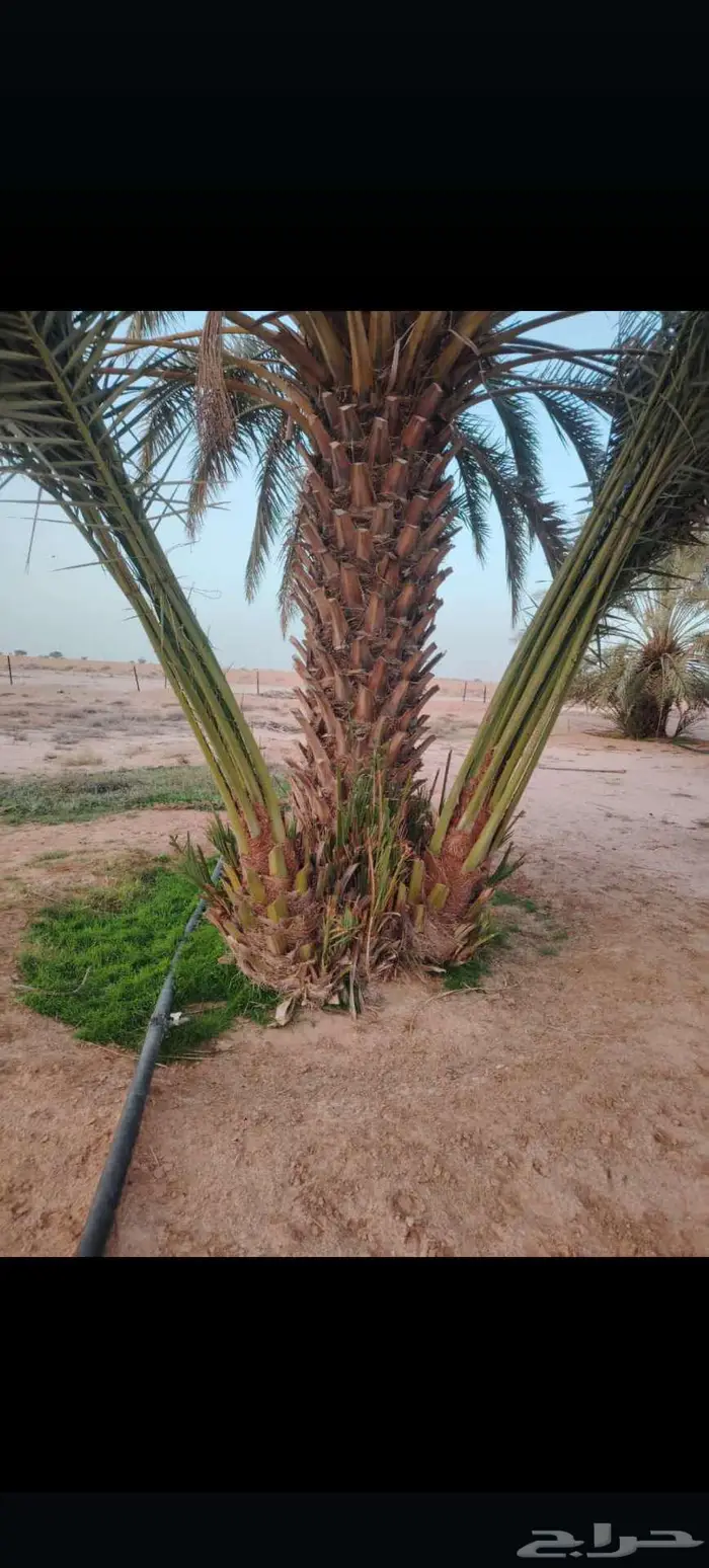 نخيل البيع الخرمه الدغميه ام راكه رنيه الطايف 0