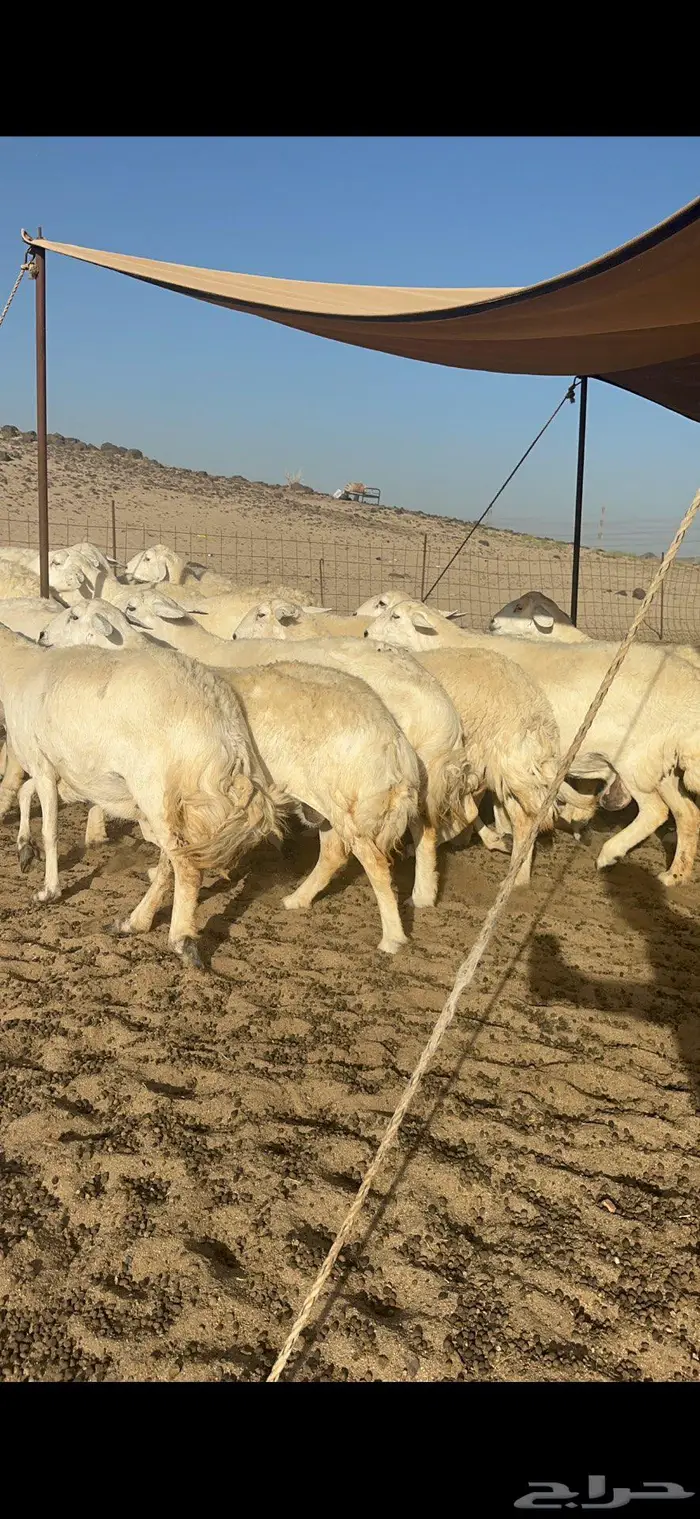 غنم حرش كفو شي فاخر 2