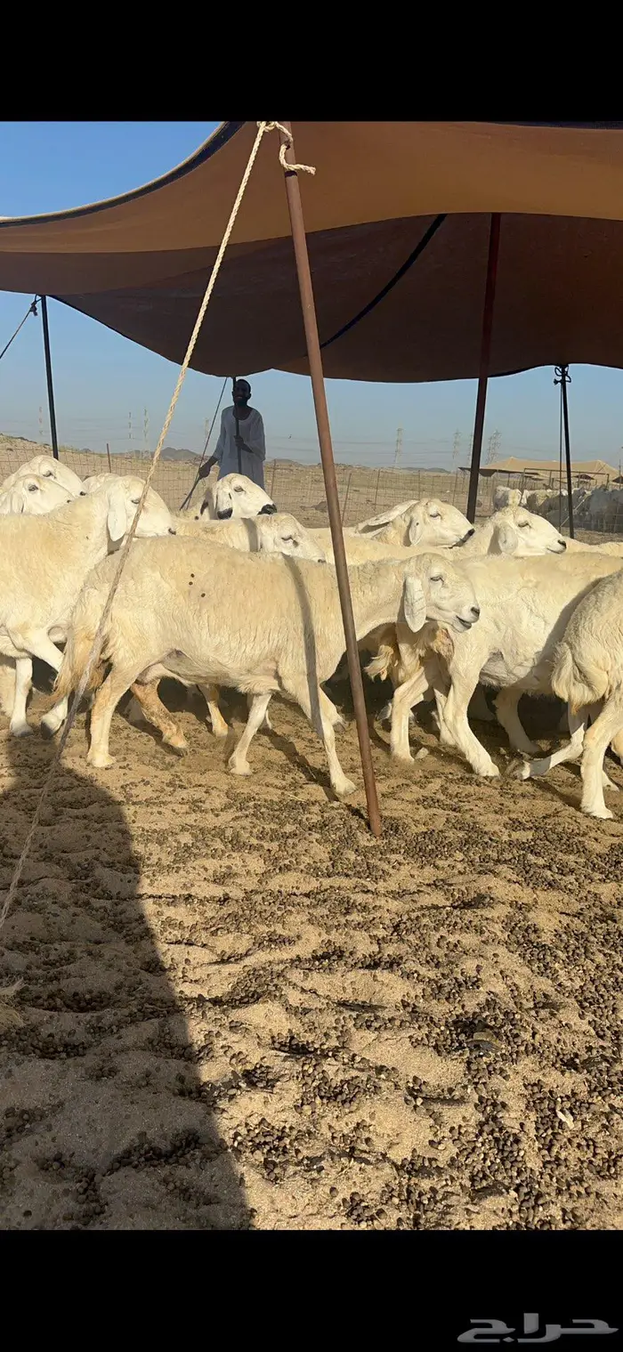 غنم حرش كفو شي فاخر 4