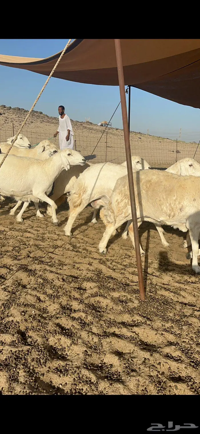 غنم حرش كفو شي فاخر 5