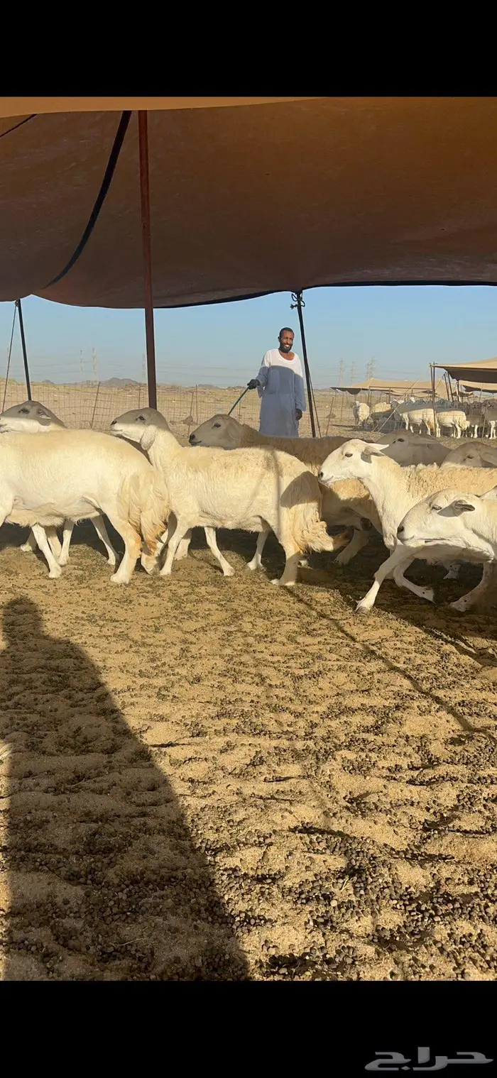 غنم حرش كفو شي فاخر 3