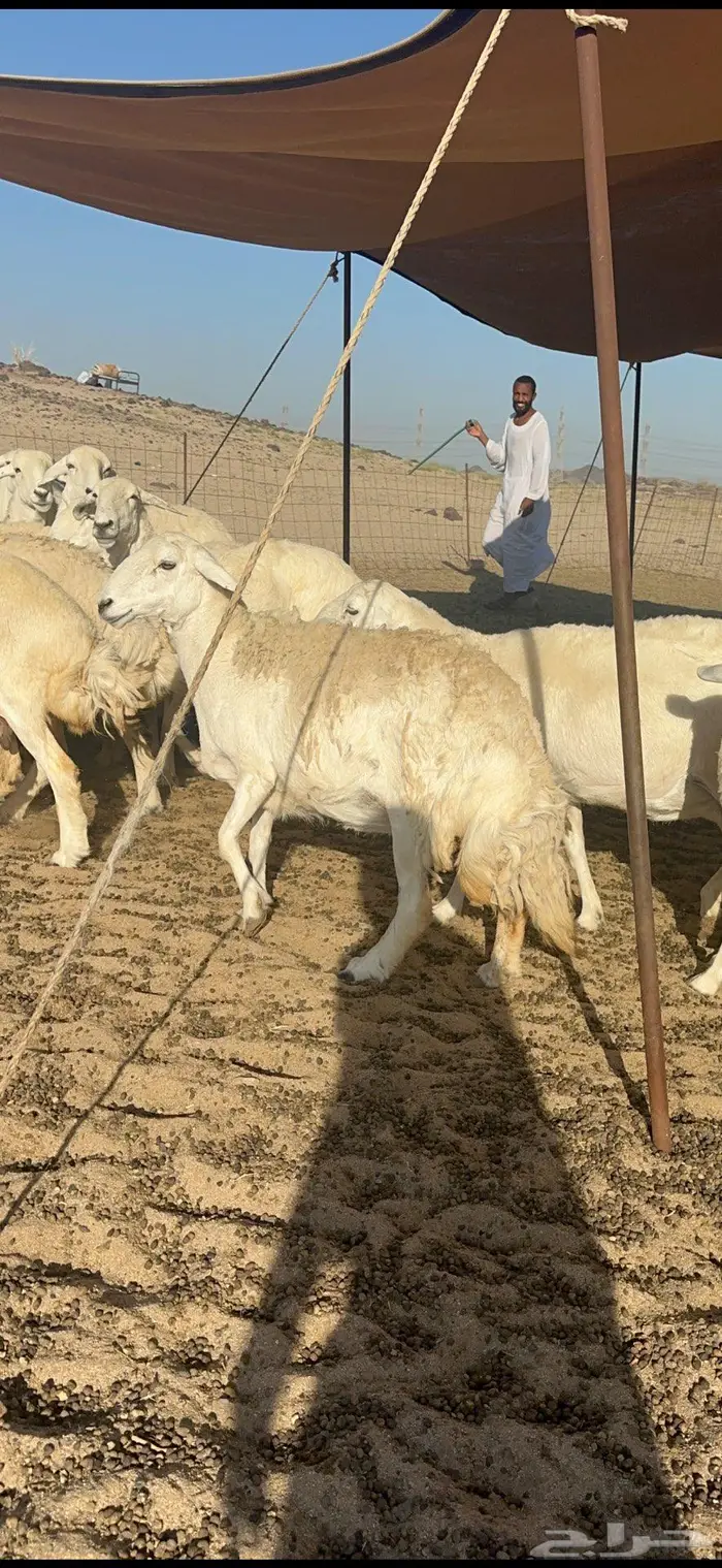 غنم حرش كفو شي فاخر 8