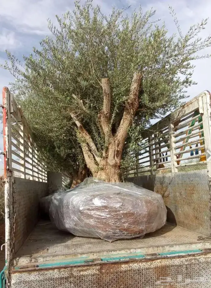 أشجار زيتون معمره للبيع 3