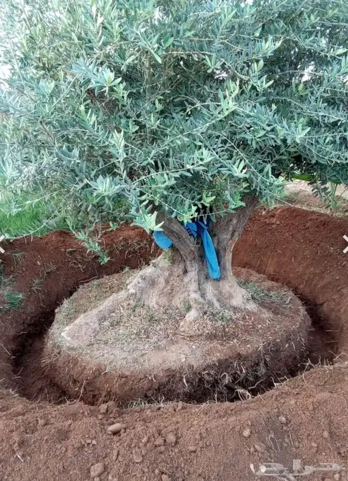 أشجار زيتون معمره للبيع 1